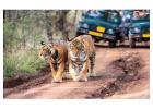 Check Safari Timing in Ranthambore for Morning & Evening Tours | Ranthambhore National Park