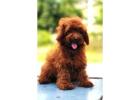 KCI Goldendoodle Puppies Available for Sale