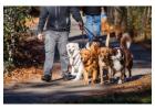 Dog Walkers in Kochi