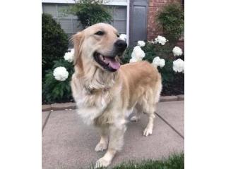 English Golden retriever : Elegance, Intelligence and Unmatched Companionship