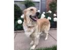 English Golden retriever : Elegance, Intelligence and Unmatched Companionship