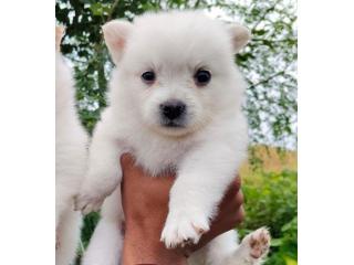 Reliable Pomeranian Breeder California Healthy Puppies