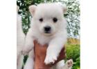 Reliable Pomeranian Breeder California Healthy Puppies