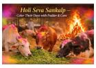 Holi Gauseva Sankalp – Color Their Days with Fodder & Care