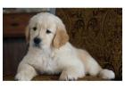 Golden Retrievers Tennessee: Health Tested Puppies