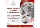 Persian Cat in Bangalore | Persian Kittens in Bangalore