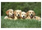 English golden retriever puppies indiana : Perfect Lifetime Companions 