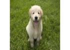 Golden retriever puppies near Tennessee: Loyal and Loving Companion