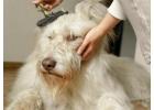 Restore Your Pet's Hair Colour In Goa