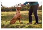 Dog Trainer in Delhi