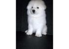 Snow-White Samoyed Puppies With Big Hearts and Smiles