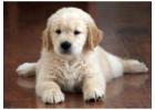 English Cream Golden Retriever: A Loving and Beautiful Family Dog