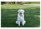 Golden Retriever Puppy Tennessee : Find a Lifelong Companion