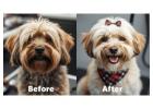 Pet Grooming Service at Home