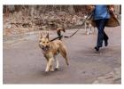 Dog Walking Services in Delhi