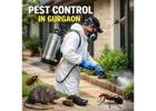 Professional Pest Control Services in Gurgaon | Service Mantra Pest Control Experts