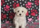 Priceless Pedigree Maltese Puppy Ready For Adoption!