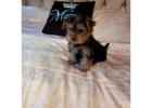 Yorkie puppies for sale 