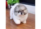 Pomeranian puppies 