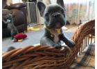  french bulldog puppies available 