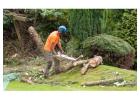 Professional Hi Tree Removal for Pāhoa Residential Properties | Arborist Services 