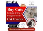 Buy Cats for Sale Online in Bangalore | Cat in Bangalore
