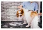 Dog Grooming Spa in Goa