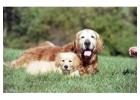 Golden Retriever Puppies: Meet Your Perfect Companion