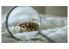 Bed Bug Pest Control - Arizona Pest Solutions