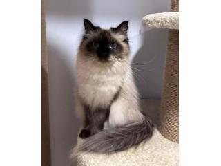 About Dakota – Best Siberian Kitten Breeders.