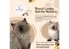 Himalayan Cats for Sale in Bangalore | Himalayan Cat in Bangalore