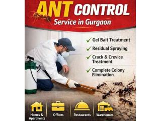 Affordable Ant Control Service in Gurgaon for Homes and Commercial Spaces | Service Mantra