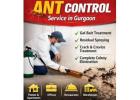 Affordable Ant Control Service in Gurgaon for Homes and Commercial Spaces | Service Mantra 