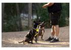 Dog Trainer in Hyderabad
