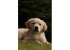 Golden Retriever Puppies for Sale : Healthy, Loving Companions from Tri Star Goldens