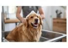 Pet Grooming Service at Home in Delhi