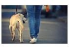 Dog Walking Services in Pune