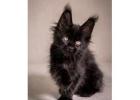 Maine Coon Breeders Illinois: Trusted Care for Healthy, Well-Raised Kittens