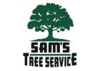 Tree Trimming Service​ Windsor