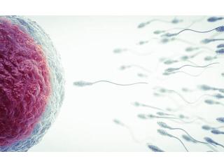 IUI Treatment Cost in Delhi - Dr Rhythm Gupta