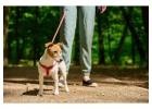 Dog Walking Services in Kolkata