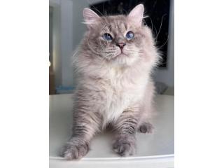 Siberian Kittens Russ for Sale