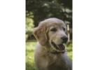 English Cream Golden Retriever Puppies: Temperament You Can Trust