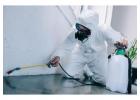 Effective Pest Control Services in Kedron