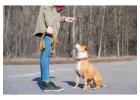 Dog Trainer in Ahmedabad