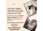 Siberian Kitten in Bangalore