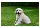 English cream golden retriever puppies for sale: Finding Your Loyal Partner