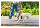 Dog Walking Services in Ahmedabad