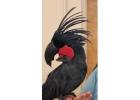 Black Palm Cockatoo Parrot