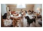 Dog Boarding Services